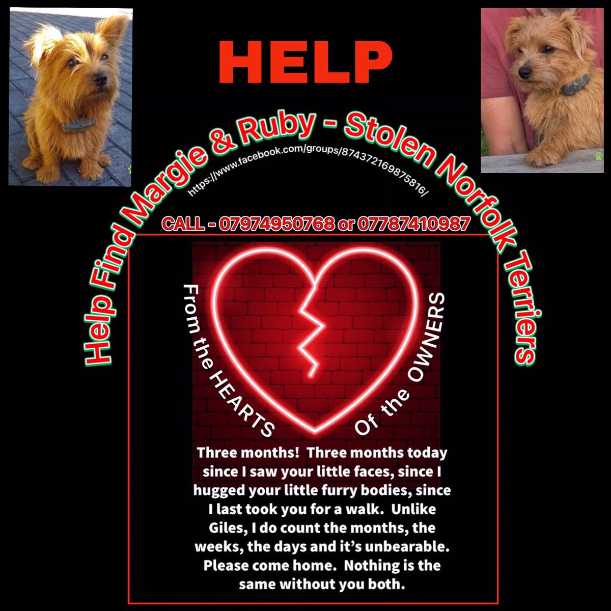 FindMargieruby's tweet image. For my precious girls.  You must be out there somewhere. 
#norfolkterriers
#stolendogs
#helpfindmargieandruby