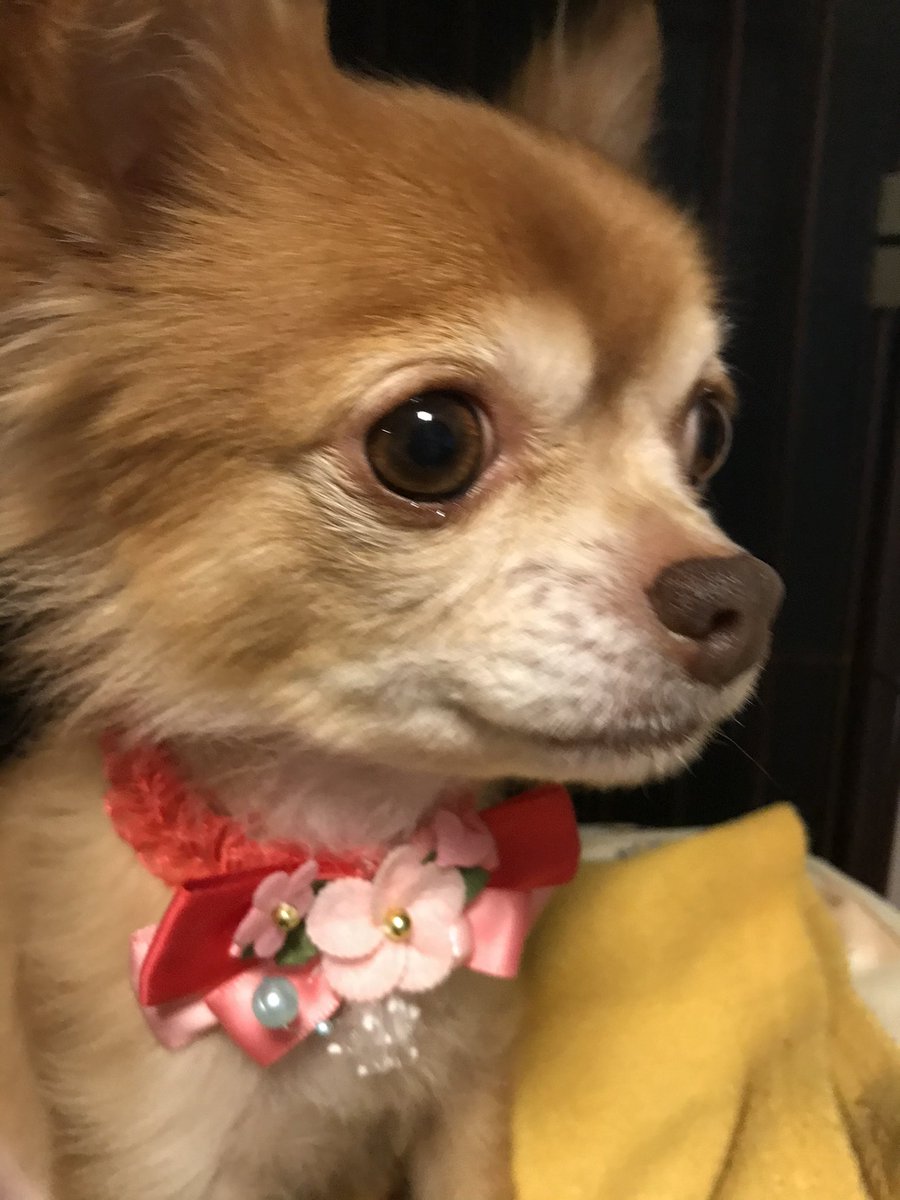 Choco3Momo6's tweet photo. 我が家のアイドル🐶
レッドのチョコちゃん＆チョコタンのモモちゃんですo(｡>ω<｡)o︎♬❤︎
よろしくお願いしますぅ〜🐶
#チワワ   #愛犬 https://t.co/QyZKUSw0yS