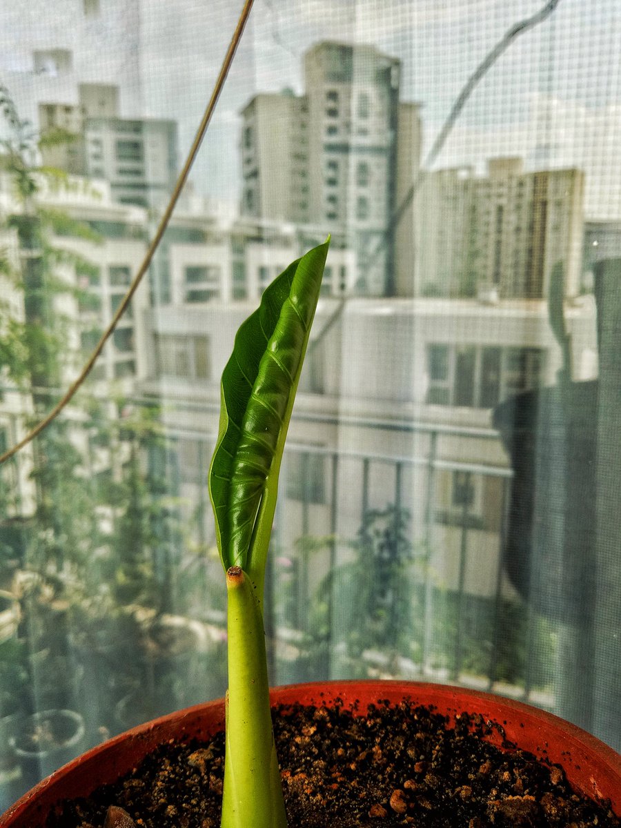 desiTraveler's tweet image. The awakening....

#elephantear #alocasia #aroid