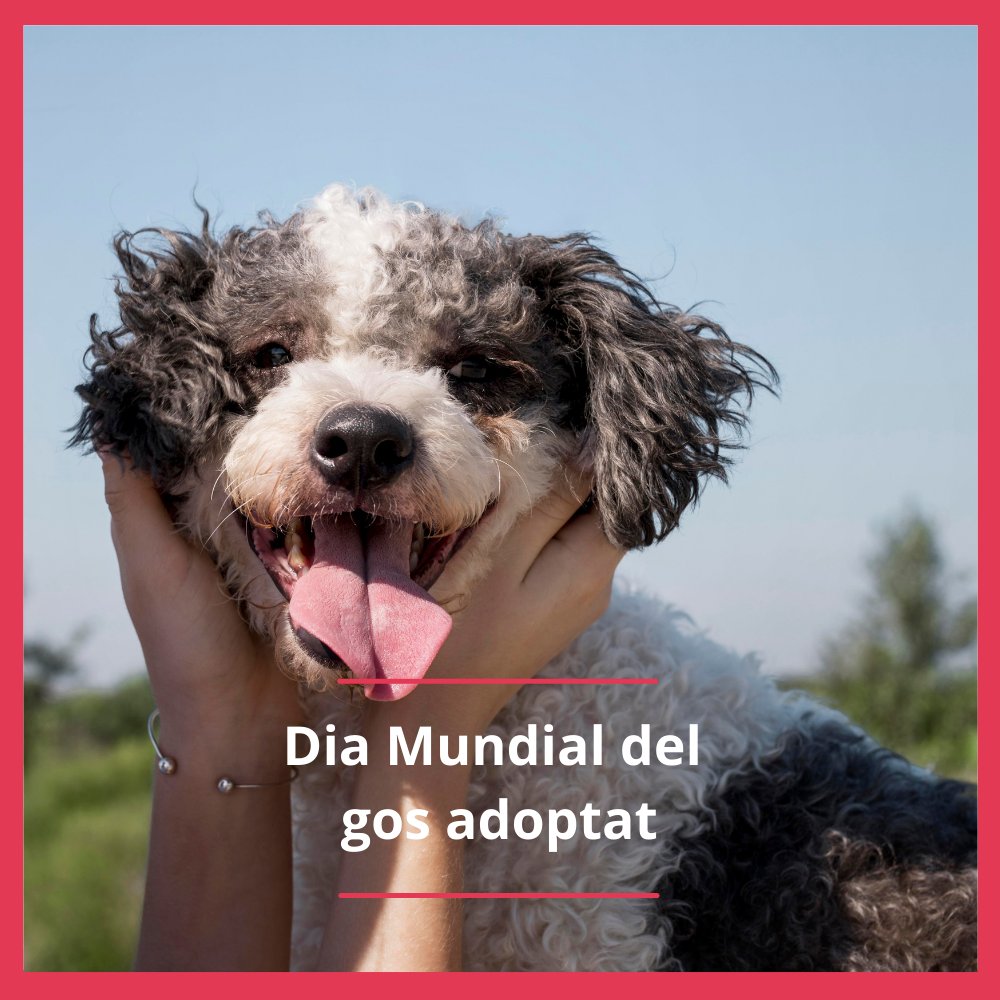 COVBcn's tweet photo. Avui és el Dia Mundial del Gos Adoptat, i volem recordar la importància d’adoptar. Amb l’adopció estem donant una oportunitat a un animal que no té casa.
Sempre que puguis, adopta!
#adoptpet #adoptarperro #adoptarmascota #veterinaria https://t.co/C8ruCohR2a