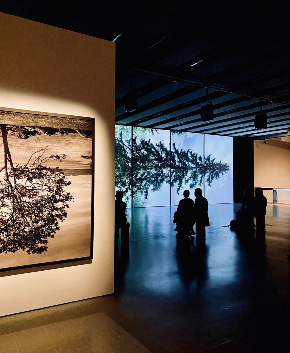 mariusnazare's tweet image. Among the Trees part 2, I’m proud of this shot - Southbank Centre, London, 2020 #art #modernart #amongthetrees #haywardgallery #london #timeoutlondon #throwback #Londonart