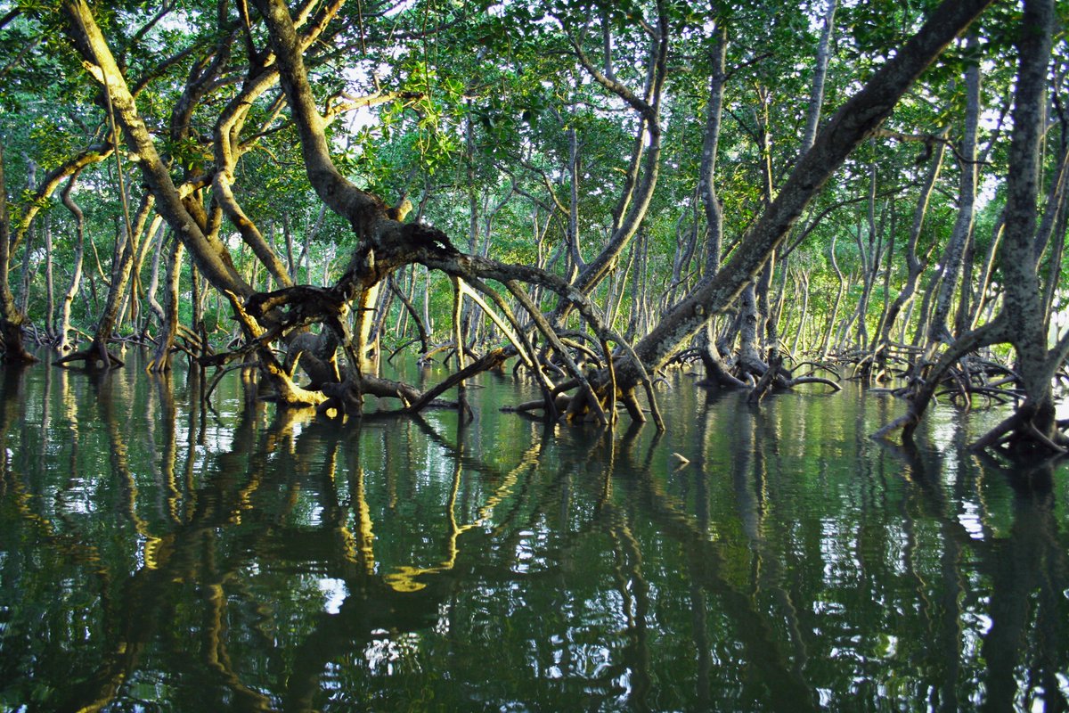 MARVELprojecteu's tweet image. Did you know that the #mangrove lives between earth and water? Like #IoT, which is between the cyber and real world. We endorse this in @MARVELprojecteu and enable #AIaugmented real-time #decisionmaking apps.
