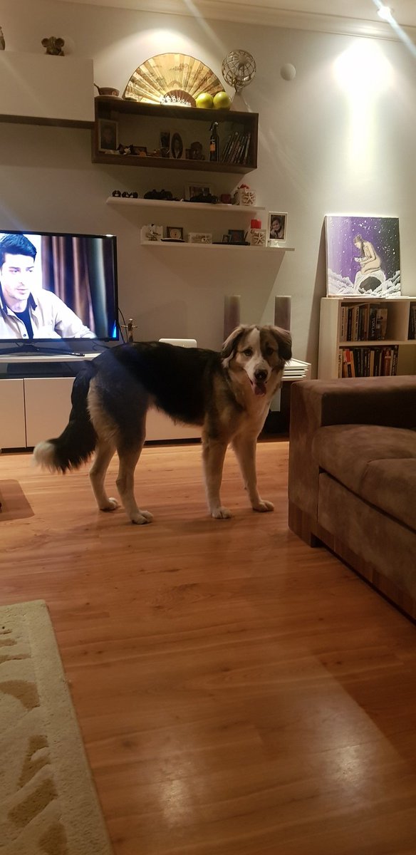 Meli_Mllt's tweet photo. Oğlumu gezdirirken "cinsi ne" diye soranlara göğsümü gere gere "SOKAK KÖPEĞİ" diyorum.  #satınalmasahiplen https://t.co/ip1CQ3K01H