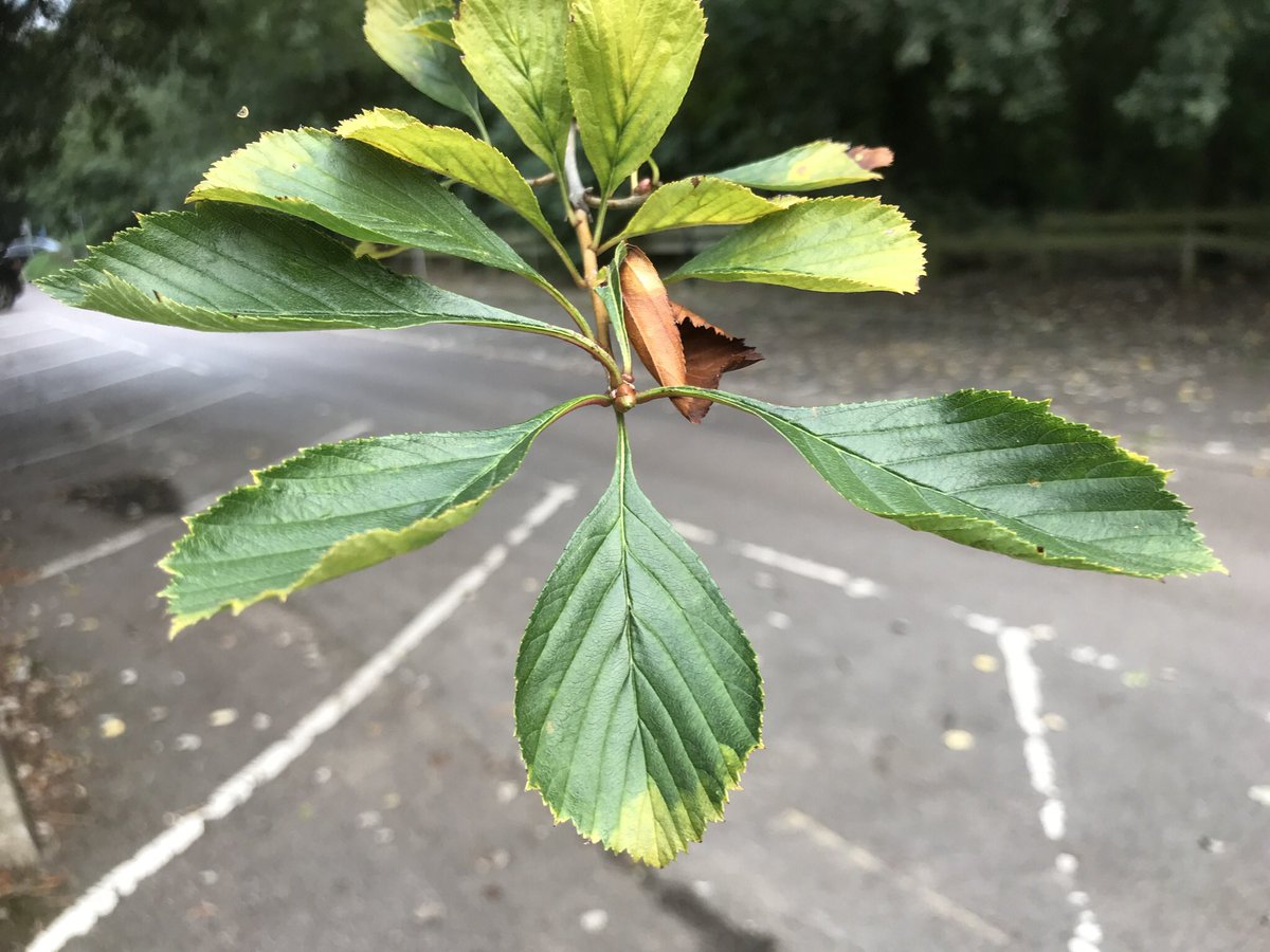 treeruss's tweet photo. Want to know your Crataegus from your Sorbus or just identify a few native trees?
I’ll be teaching basics and some advanced #TreeID on a guided walk at St. Anne’s Hospital tmrw (Sat 25th). 3pm.
Book https://t.co/WsXJLEzffX
#TreeRuss #TreeWalk with @FriendsOfStags #HaringeyTrees https://t.co/uCQ7yx0SAG