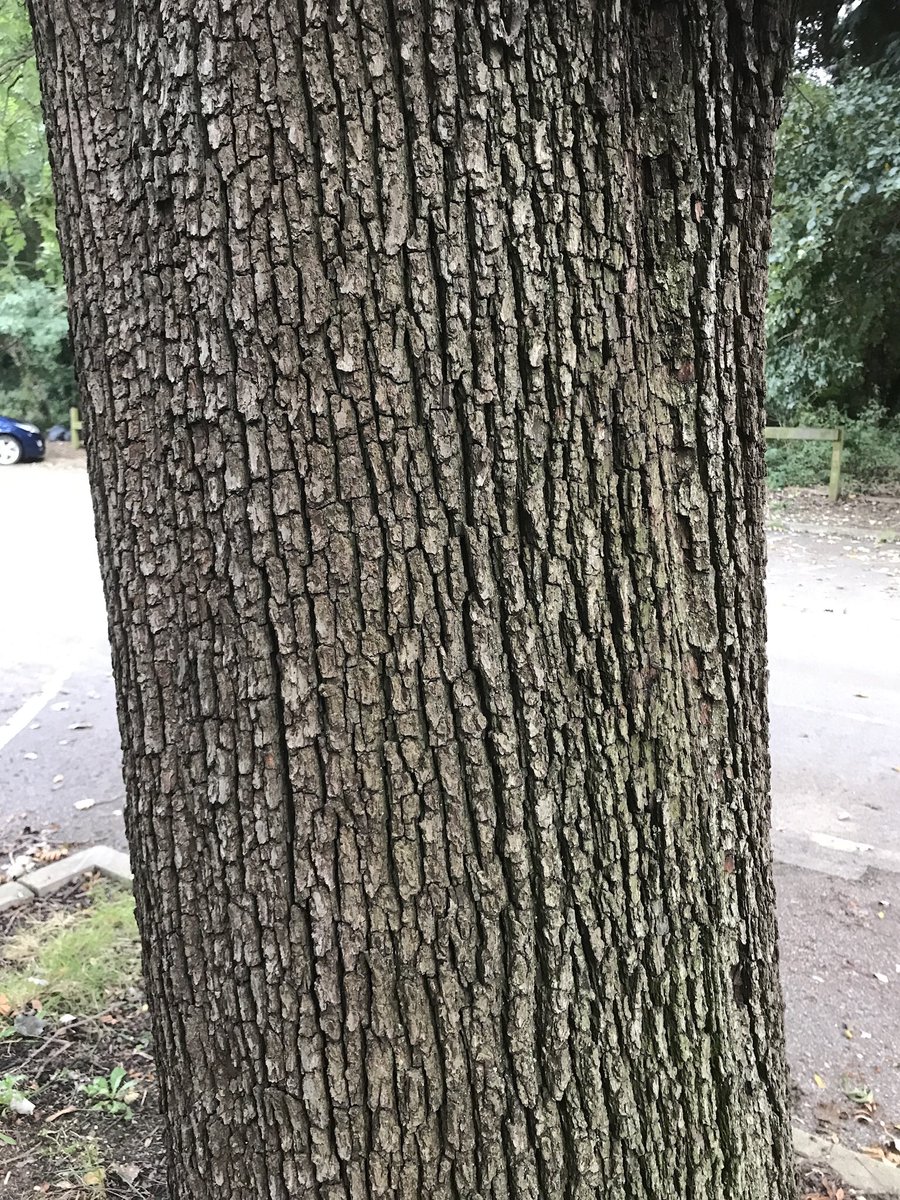 treeruss's tweet photo. Want to know your Crataegus from your Sorbus or just identify a few native trees?
I’ll be teaching basics and some advanced #TreeID on a guided walk at St. Anne’s Hospital tmrw (Sat 25th). 3pm.
Book https://t.co/WsXJLEzffX
#TreeRuss #TreeWalk with @FriendsOfStags #HaringeyTrees https://t.co/uCQ7yx0SAG