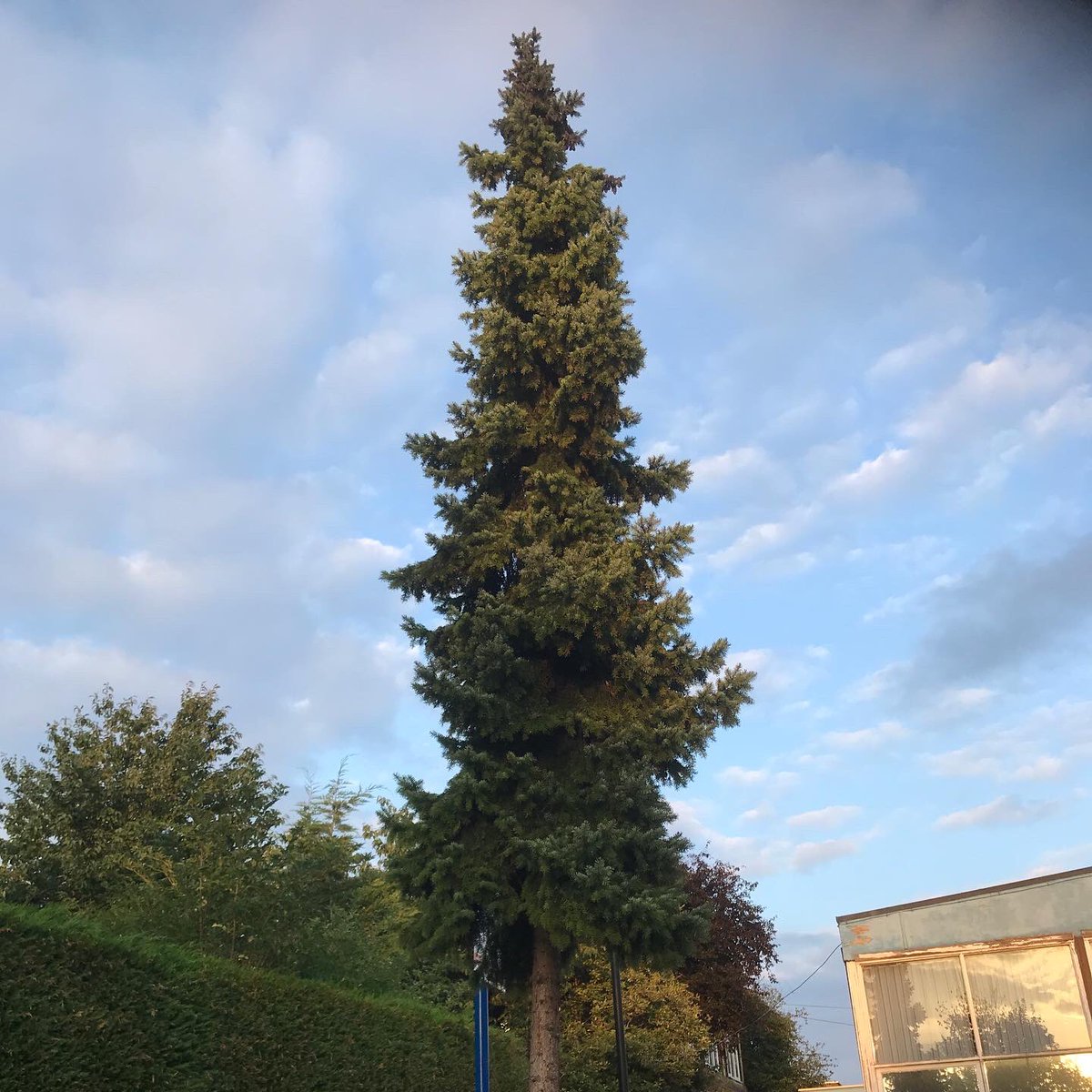 treeruss's tweet photo. Want to know your Crataegus from your Sorbus or just identify a few native trees?
I’ll be teaching basics and some advanced #TreeID on a guided walk at St. Anne’s Hospital tmrw (Sat 25th). 3pm.
Book https://t.co/WsXJLEzffX
#TreeRuss #TreeWalk with @FriendsOfStags #HaringeyTrees https://t.co/uCQ7yx0SAG