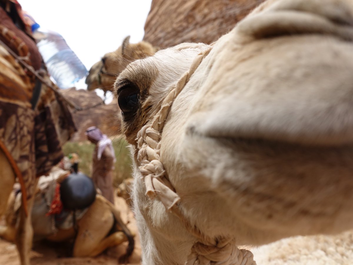 paulboslooper's tweet photo. Jordanië 🇯🇴 Wadi Rum mét kamelen 🐪😃. 
Vertrek 18 november en 23 december. 
Reisinfo > https://t.co/afR13XqEos https://t.co/kLabhRbonr