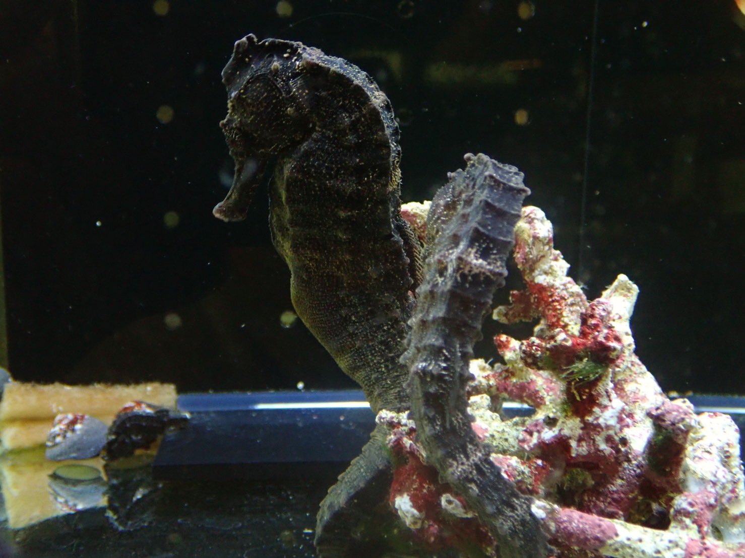 アクアショップyasu 入荷情報 タツノオトシゴの仲間クロウミウマ なかなか入荷しない約 のビックサイズもいます タツノオトシゴの種類の中では丈夫で飼育しやすい個体となります 飼ってみたいと思っていた方はこの機会をお見逃しなく ゚ ゚ アクアショップyasu 入荷情報 タツノオトシゴの仲間クロウミウマ なかなか入荷しない約 のビックサイズもいます タツノオトシゴの種類の中では丈夫で飼育しやすい個体となります 飼ってみたいと思っていた方はこの機会をお見逃しなく ゚ ゚