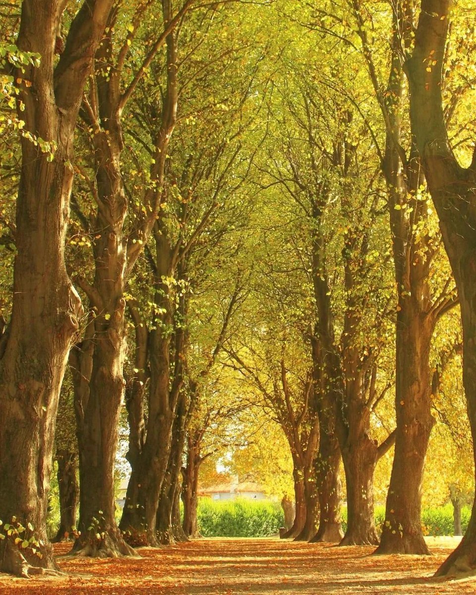 ArboretumLive's tweet photo. Mai avem zile numărate să admirăm copacii cu frunzele pe ei... în imagini, câteva alei spectaculoase ca să vă stimulăm să ieșiți la o plimbare în parc și să admirați alea preferată! Vă încurajăm să lăsați și poze în comentarii https://t.co/CHBWpHXCB4