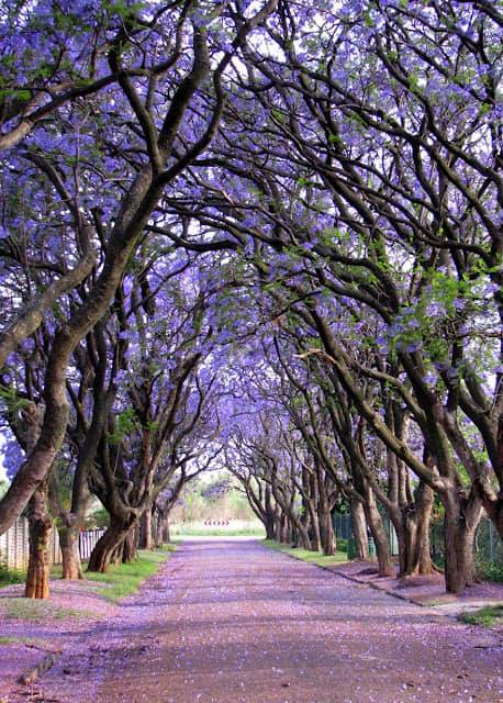 ArboretumLive's tweet photo. Mai avem zile numărate să admirăm copacii cu frunzele pe ei... în imagini, câteva alei spectaculoase ca să vă stimulăm să ieșiți la o plimbare în parc și să admirați alea preferată! Vă încurajăm să lăsați și poze în comentarii https://t.co/CHBWpHXCB4