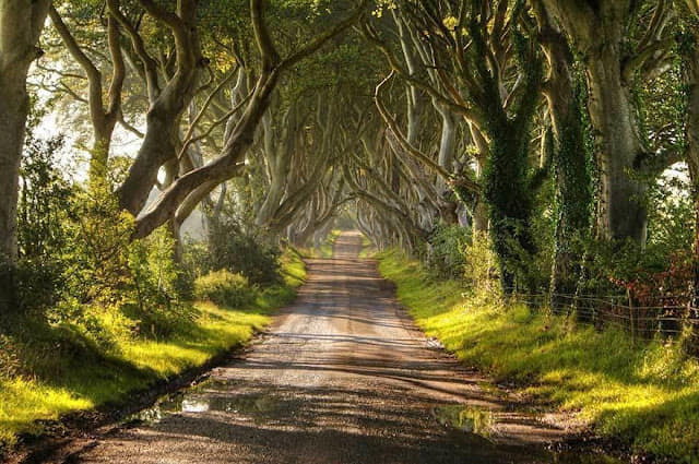 ArboretumLive's tweet photo. Mai avem zile numărate să admirăm copacii cu frunzele pe ei... în imagini, câteva alei spectaculoase ca să vă stimulăm să ieșiți la o plimbare în parc și să admirați alea preferată! Vă încurajăm să lăsați și poze în comentarii https://t.co/CHBWpHXCB4