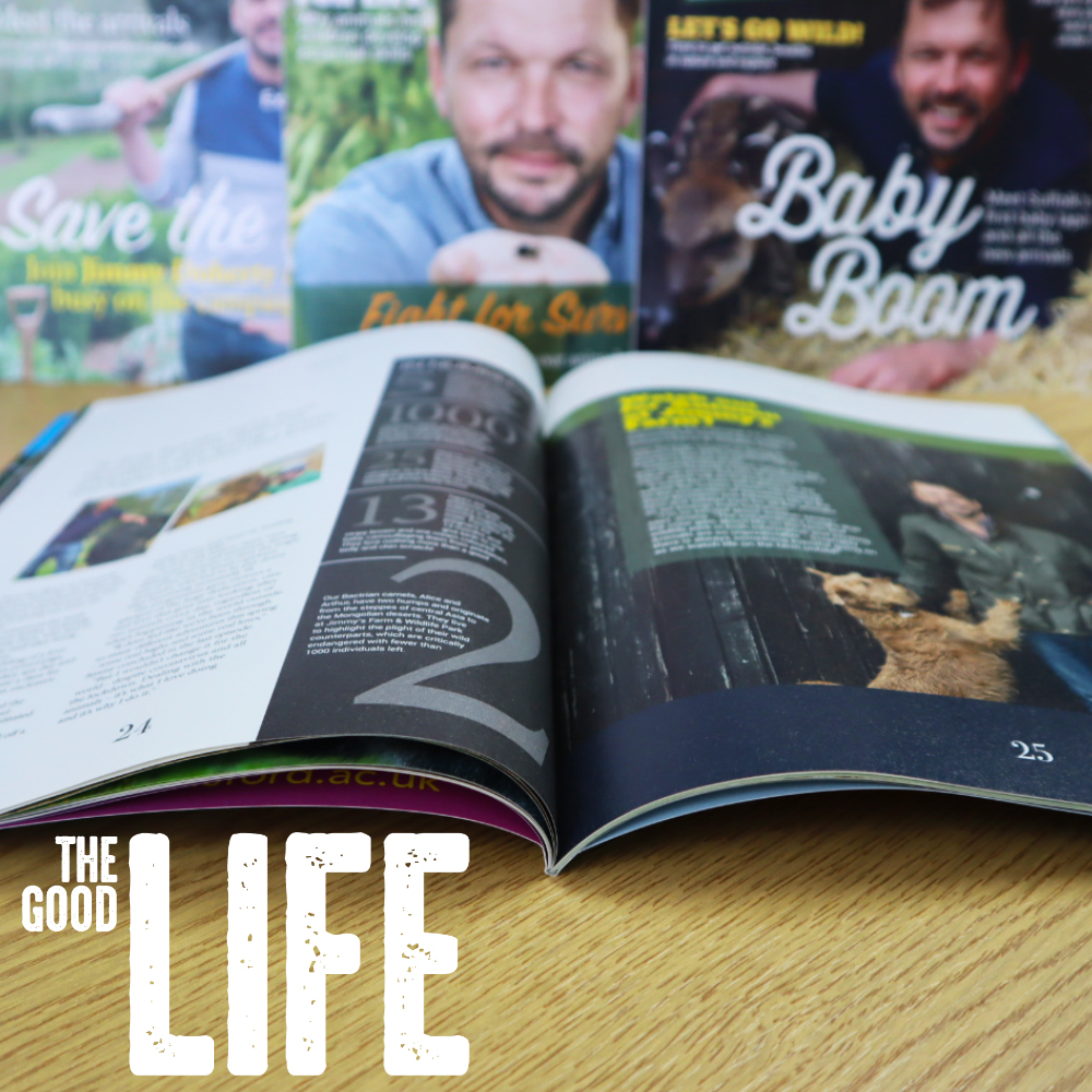 JimmysFarmMag's tweet photo. In every issue of 'The Good Life' you can find pages filled with interesting facts and figures. What fun facts have you learned from reading the magazine?
#thegoodlife #jimmysfarmmag #recipes #jimmysfarm #suffolkfarm #farmlife #youropinion #autumnissue #newmagsoon #outsoon https://t.co/kEjzClYl3h