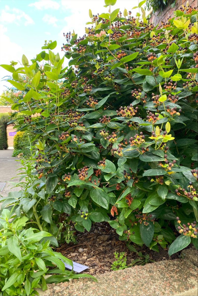 Wycliffe MFL tweet media