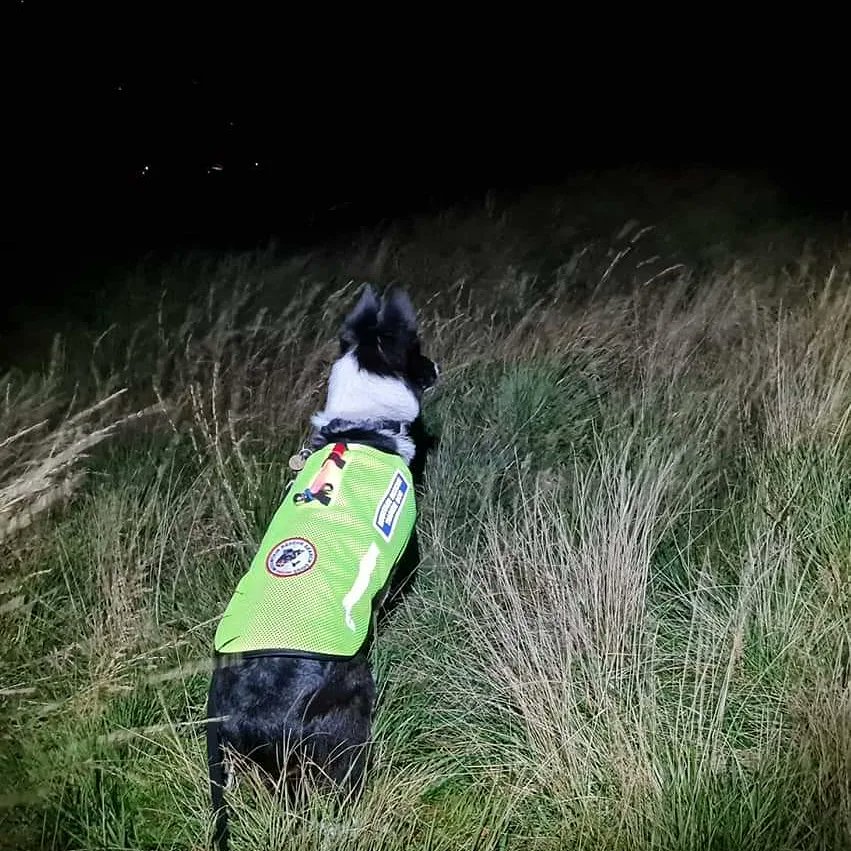Mountain Rescue Search Dogs England tweet media