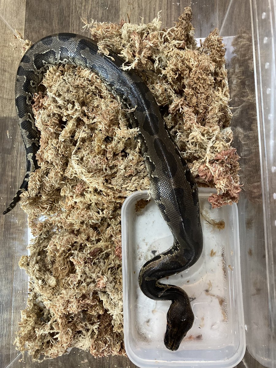 PETSHOPSELECT's tweet image. スマトラブラッドパイソン

人慣れしそう😁

#スマトラブラッドパイソン
#Pythonbrongersmai
#爬虫類
#爬虫類ショップ
#大分県