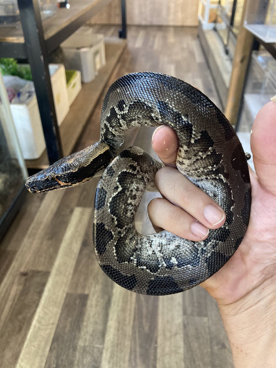 PETSHOPSELECT's tweet image. スマトラブラッドパイソン

人慣れしそう😁

#スマトラブラッドパイソン
#Pythonbrongersmai
#爬虫類
#爬虫類ショップ
#大分県