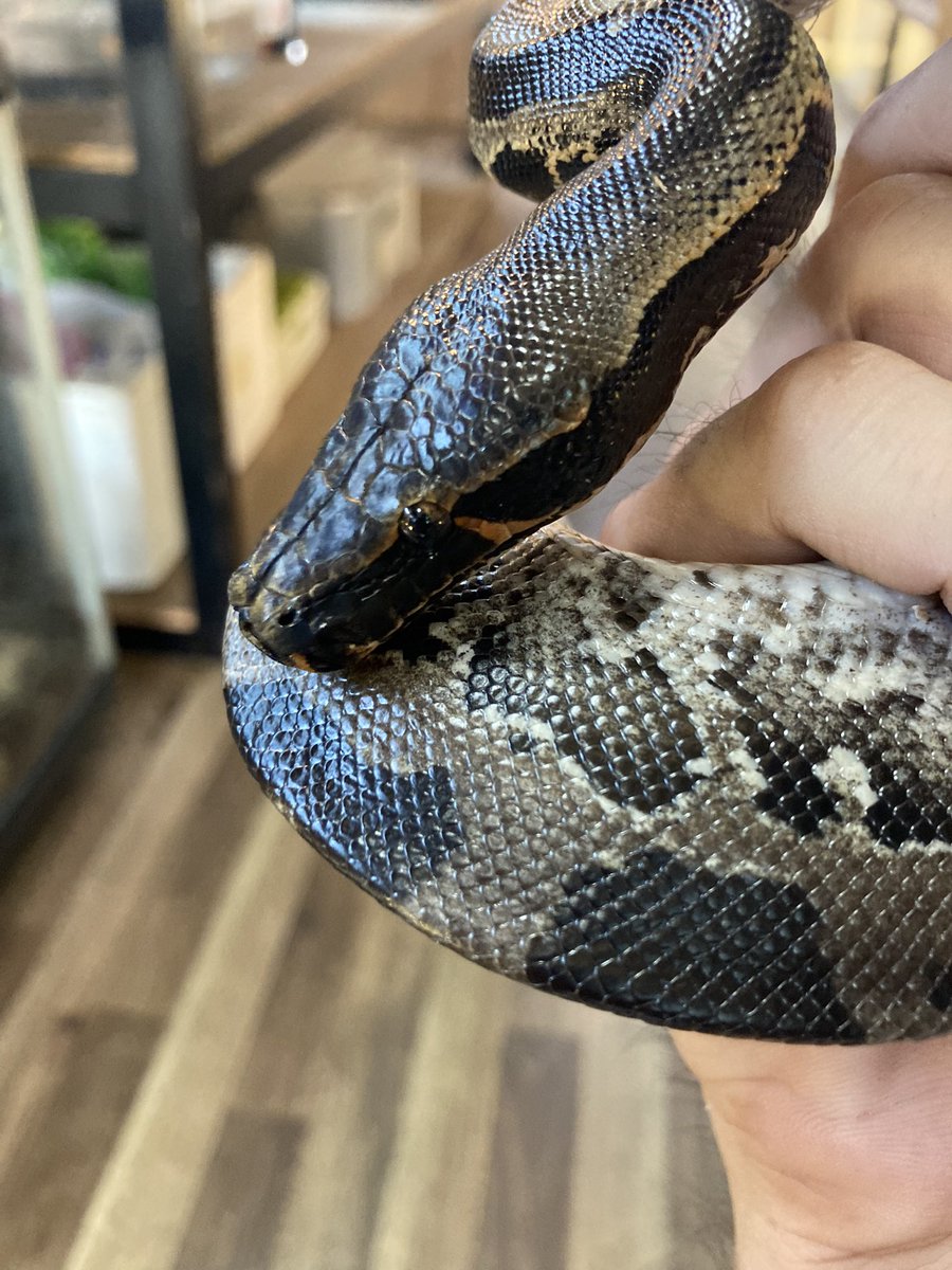 PETSHOPSELECT's tweet image. スマトラブラッドパイソン

人慣れしそう😁

#スマトラブラッドパイソン
#Pythonbrongersmai
#爬虫類
#爬虫類ショップ
#大分県
