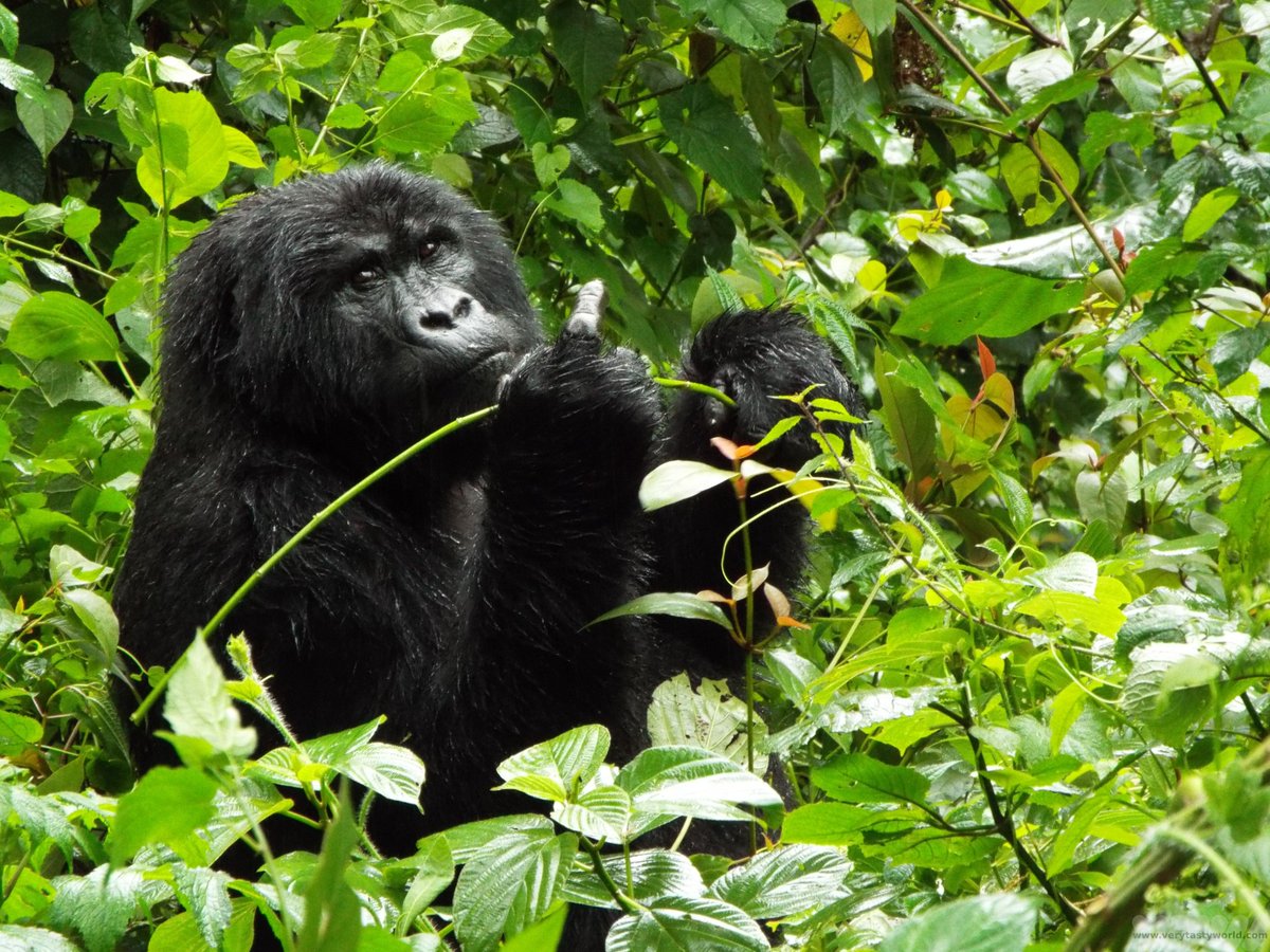 VeryTastyWorld's tweet photo. It's World #Gorilla Day today. These magnificent creatures are critically endangered. We were privileged to be able to visit the Bitakura Group in Uganda's Bwindi Impenetrable. #worldgorilladay

https://t.co/GUPtlQqdNK https://t.co/dZOkyDFVaV