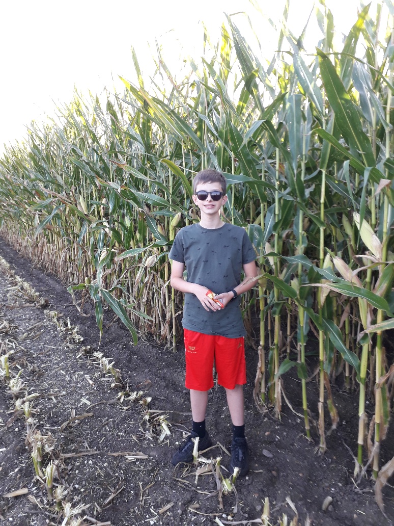 AdviserSPS's tweet photo. On farm activity for me and Ben last night - #maize21 harvest, Ben is getting taller, but the maize is also at least a foot taller than last year! #crackingon https://t.co/41S8GWMqQM