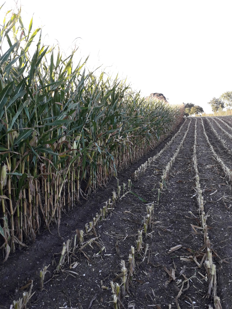 AdviserSPS's tweet photo. On farm activity for me and Ben last night - #maize21 harvest, Ben is getting taller, but the maize is also at least a foot taller than last year! #crackingon https://t.co/41S8GWMqQM