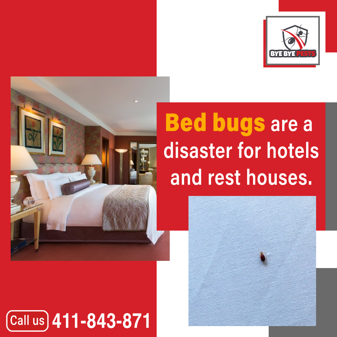 BBPestscontrol's tweet photo. After a tiring day all anyone wants is a #comfortable place to sleep. How unhappy your customers would be if they couldn’t even rest #peacefully.
#ByeByePests provides the #solution to this #problem. 
#MelbourneProtesters
  Contact Us:
📞 0411 843 871
🌐 https://t.co/dsjdeaQjPI https://t.co/VsHj6w3rPb