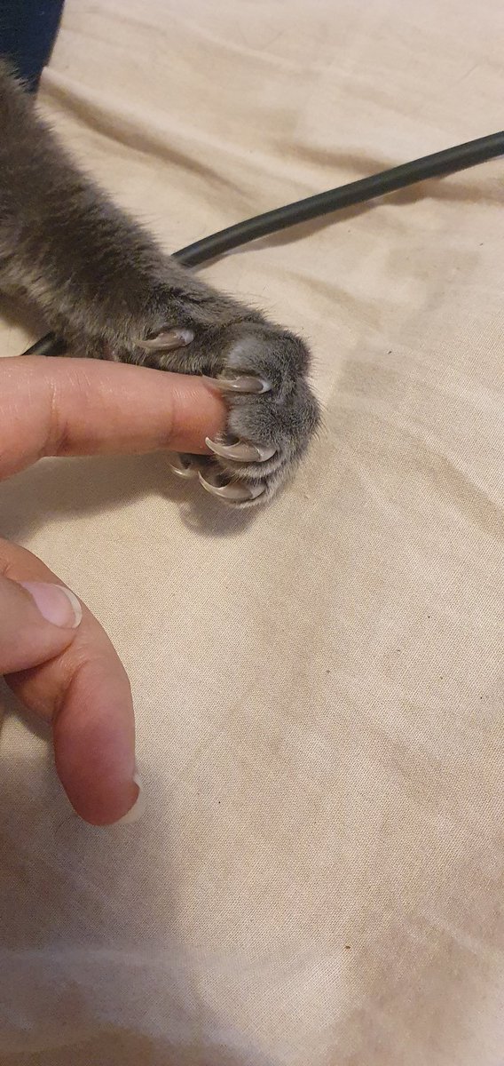sincerityiscare's tweet photo. Shes holding my finger 🥲
Claws out but none touching me 🥲🥲 https://t.co/zrsVTeB5qP