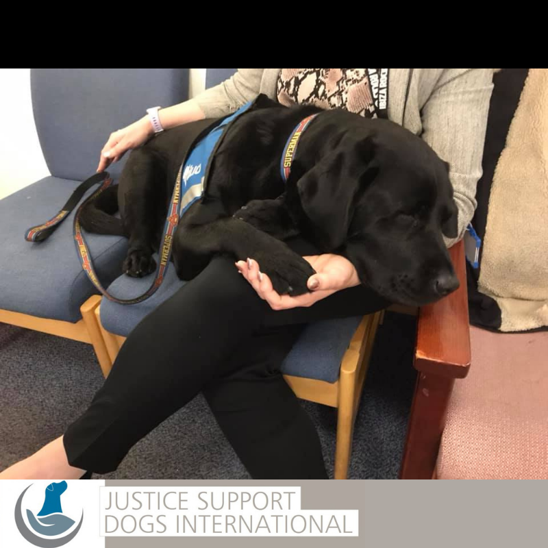 VictimSupportEU's tweet photo. Dr Elizabeth Spruin (@justicedogslab) and #facilitydog Oliver work tirelessly to promote #SafeJusticeForVictims in the UK!
Oliver supports vulnerable #victims by offering quiet companionship in #police interviews and other aspects of #criminaljusticesystem!
#FYDOFRIDAY #FYDO https://t.co/nR40JcWiY3