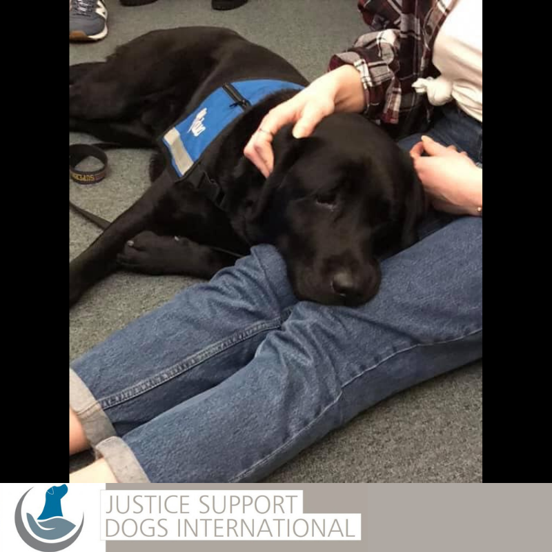 VictimSupportEU's tweet photo. Dr Elizabeth Spruin (@justicedogslab) and #facilitydog Oliver work tirelessly to promote #SafeJusticeForVictims in the UK!
Oliver supports vulnerable #victims by offering quiet companionship in #police interviews and other aspects of #criminaljusticesystem!
#FYDOFRIDAY #FYDO https://t.co/nR40JcWiY3