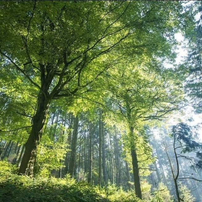 CroftTravel's tweet photo. We already operate CARBON NEUTRAL through offsetting our carbon footprint by planting trees with The Woodland Trust. We’re now taking further steps by updating our fleet with hybrid and electric vehicles. This is our latest edition to the fleet, the Kia Ceed Hybrid Estate car. 😍 https://t.co/Vna7TVuwq6
