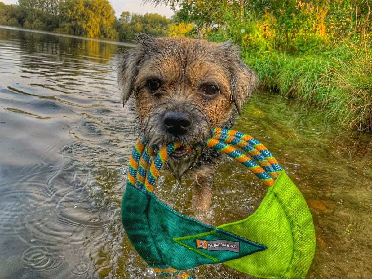ScrappyN's tweet photo. I wasnโt sure at first but we took my @RuffwearUK #PacificRing toy and I loved it #Ruffwear #Ruffweardog #mydogismy #ScrappyNelson #dogsoftwitter #fridaymorning #btposse Paddling and even a little swimming. Next time they will bring our #FloatCoat just for confidence *nods* https://t.co/EqHeXGZQ35