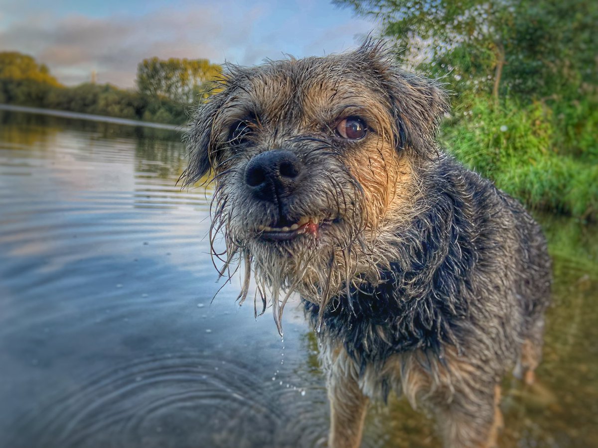 ScrappyN's tweet photo. I wasnโt sure at first but we took my @RuffwearUK #PacificRing toy and I loved it #Ruffwear #Ruffweardog #mydogismy #ScrappyNelson #dogsoftwitter #fridaymorning #btposse Paddling and even a little swimming. Next time they will bring our #FloatCoat just for confidence *nods* https://t.co/EqHeXGZQ35