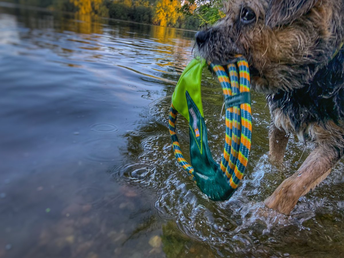 ScrappyN's tweet photo. I wasnโt sure at first but we took my @RuffwearUK #PacificRing toy and I loved it #Ruffwear #Ruffweardog #mydogismy #ScrappyNelson #dogsoftwitter #fridaymorning #btposse Paddling and even a little swimming. Next time they will bring our #FloatCoat just for confidence *nods* https://t.co/EqHeXGZQ35