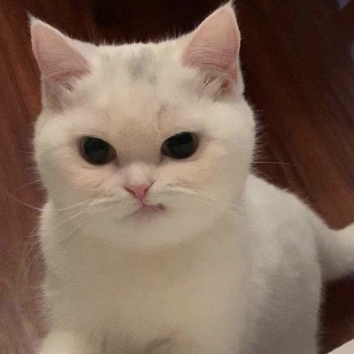 😼💕