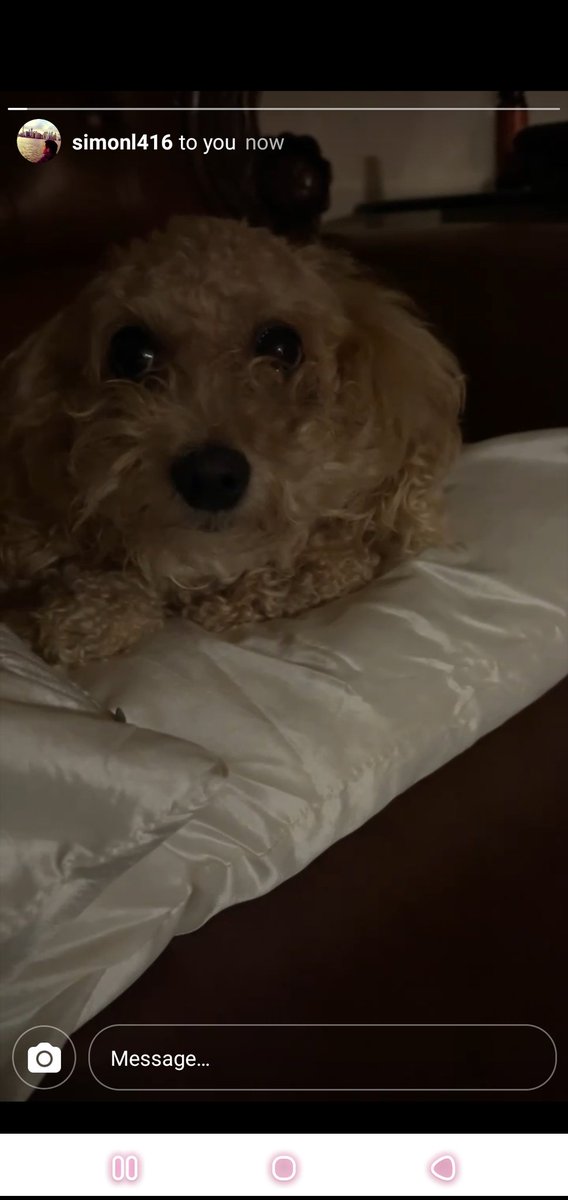 usagii97's tweet photo. brb crying abt my boyfriends dog i LOVE HER https://t.co/CXbBHh72XZ