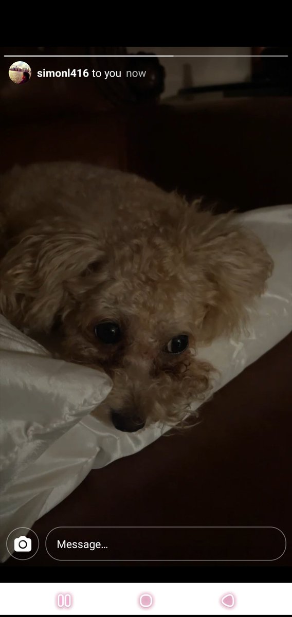 usagii97's tweet photo. brb crying abt my boyfriends dog i LOVE HER https://t.co/CXbBHh72XZ