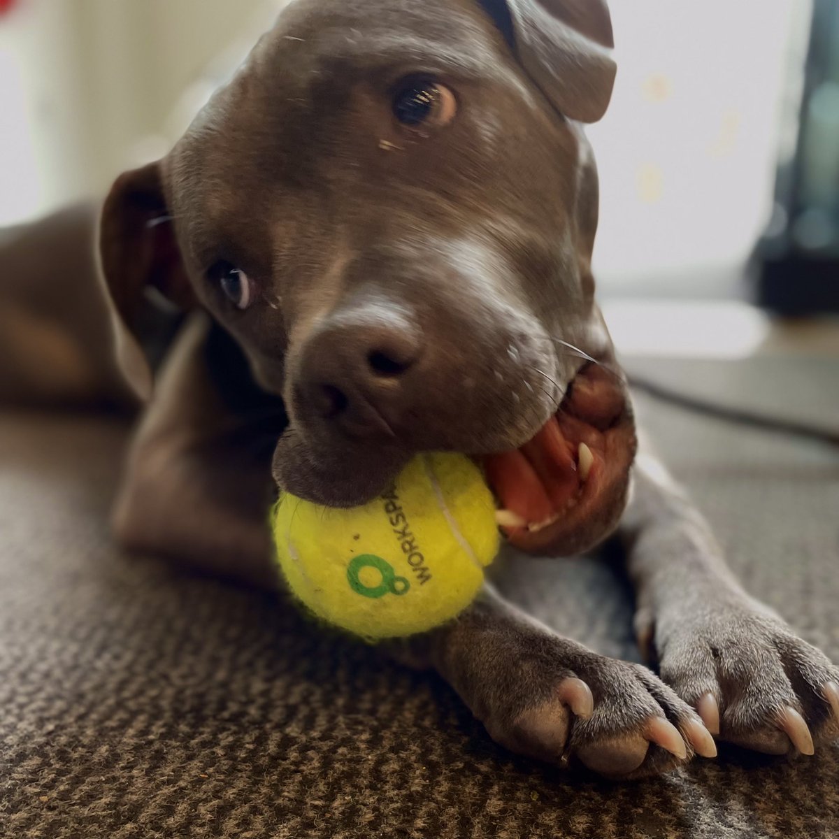 WSFleetStreet's tweet photo. Happy Friday from Blue at @WSFleetStreet

#DogsofWorkspace 🐶
#MyWorkspace 🎾
#DogsofTwitter 😍
@WorkspaceGroup 💙 https://t.co/H7KGd8TjfH