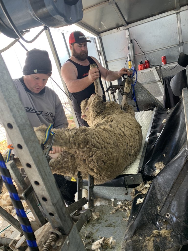 PepperJamie's tweet photo. Shearing the rams today, ready for sale next month #polldorsets #shearing #sheep https://t.co/EQJELF6nV5