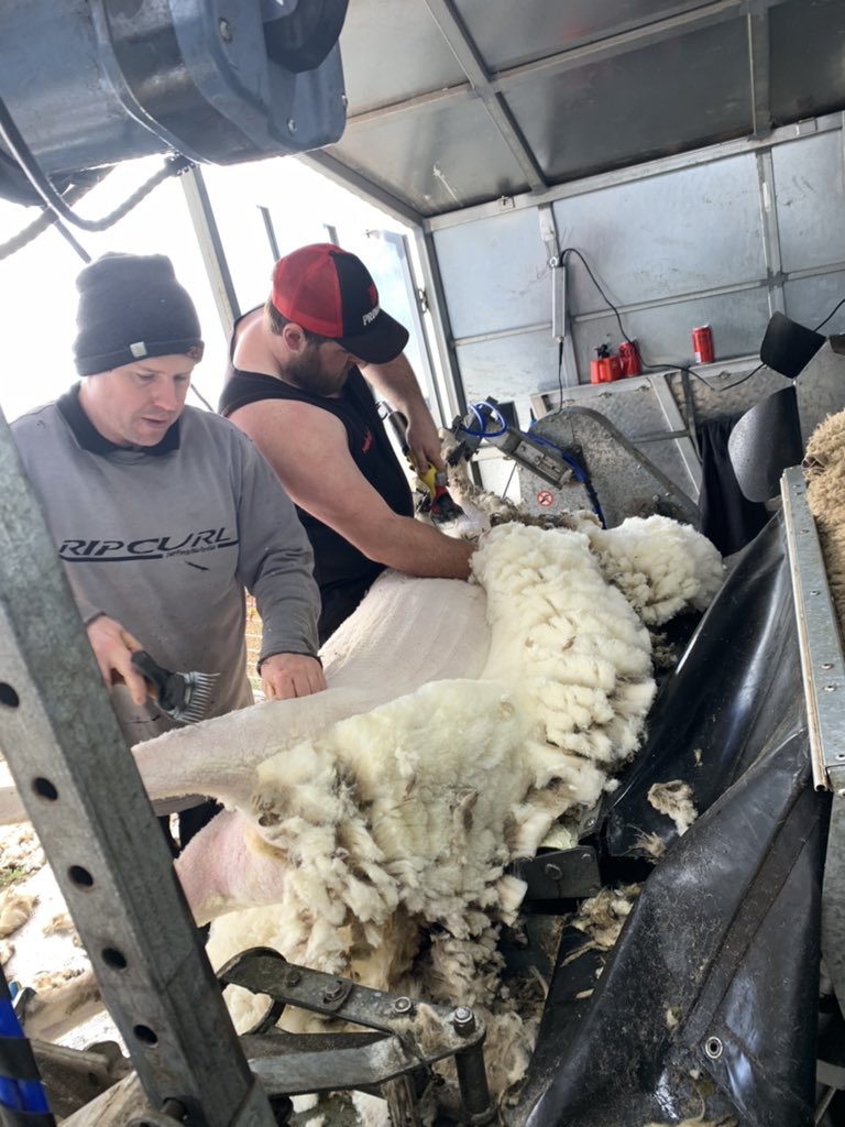 PepperJamie's tweet photo. Shearing the rams today, ready for sale next month #polldorsets #shearing #sheep https://t.co/EQJELF6nV5