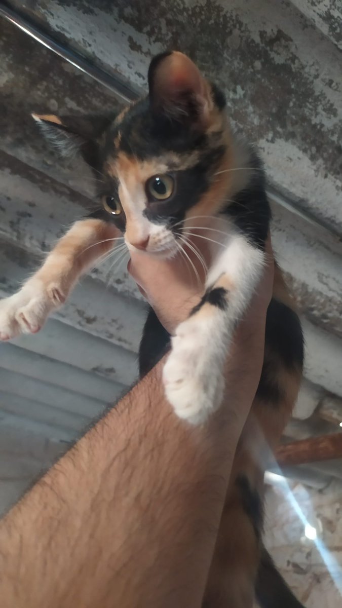 lamariphotoo's tweet photo. ⚠️⚠️Estas cositas buscan un hogar. Están en Córdoba pero pueden viajar.
Ayuda a difundir 🙏🙏 https://t.co/msD0LLRt8j