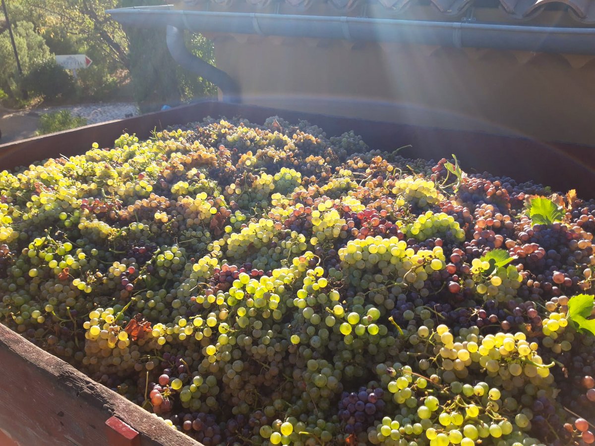 Gabriel Meffre tweet media