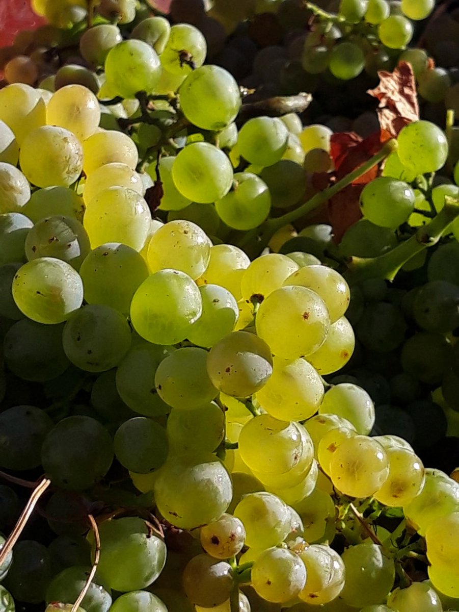 Gabriel Meffre tweet media