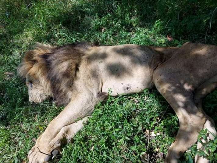 PrettyPoggy's tweet photo. @OPPOKenya May I rest peacefully.i'm glad am old enough
#OPPOWildLifeChallenge
#EveryEmotionInPortrait https://t.co/mv716Ky3m2