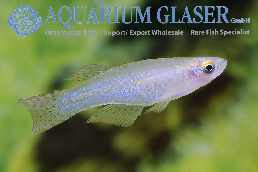 aquariumglaser's tweet photo. #Procatopus #aberrans
find more details and pics @ https://t.co/kgExUnMeDk https://t.co/1BO5vd0kCW