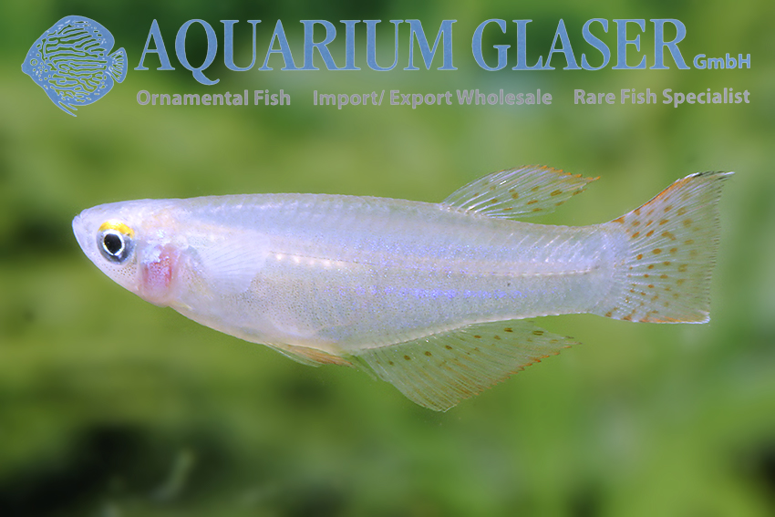 aquariumglaser's tweet photo. #Procatopus #aberrans
find more details and pics @ https://t.co/kgExUnMeDk https://t.co/1BO5vd0kCW