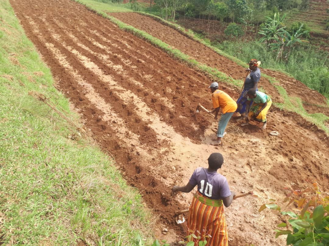 RDO_Rwanda's tweet photo. Uyu munsi #koperative ABAHANGUDUSHYA ikorera mu murenge wa Nyagisozi @NyaruguruDistr bafatanije na @RDO_Rwanda mu mushinga wa #RWEE mugutera kijyambere Ha 2 z'ibigori bya WH507. Nubwambere koperative iteye ibigori ku murongo nyuma y'amahugurwa yatanzwe na @RDO_Rwanda kuri GAP. https://t.co/PDNKRKmmFV