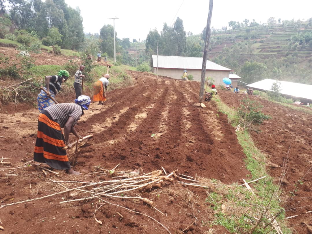 RDO_Rwanda's tweet photo. Uyu munsi #koperative ABAHANGUDUSHYA ikorera mu murenge wa Nyagisozi @NyaruguruDistr bafatanije na @RDO_Rwanda mu mushinga wa #RWEE mugutera kijyambere Ha 2 z'ibigori bya WH507. Nubwambere koperative iteye ibigori ku murongo nyuma y'amahugurwa yatanzwe na @RDO_Rwanda kuri GAP. https://t.co/PDNKRKmmFV