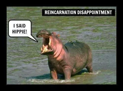 urbanosaurus1's tweet photo. I don't need a longer vacation.
I need reincarnation. https://t.co/68FwfZLLme