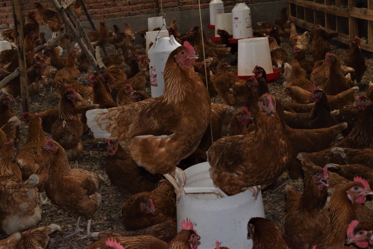 Karangwa55's tweet photo. Monique Uwimana a resident in @RubavuDistrict  left a job for a small-poultry farming. Now, she is earning 500k rwf per month estimately. She deeply thanks @RwandaAgriBoard &amp; @EnabelinRwanda for initiating #LFFS https://t.co/0S1pK8vVZv