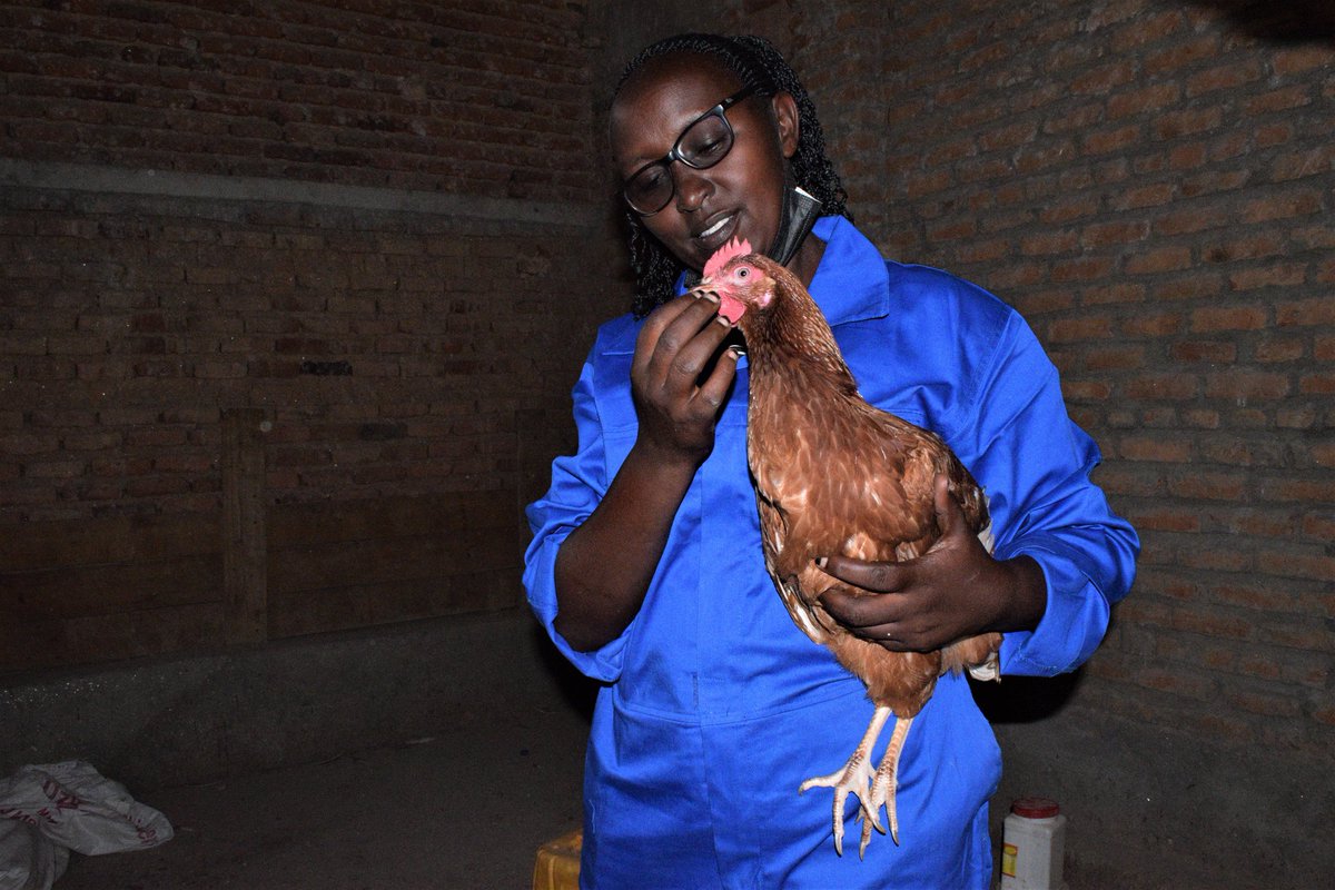 Karangwa55's tweet photo. Monique Uwimana a resident in @RubavuDistrict  left a job for a small-poultry farming. Now, she is earning 500k rwf per month estimately. She deeply thanks @RwandaAgriBoard &amp; @EnabelinRwanda for initiating #LFFS https://t.co/0S1pK8vVZv
