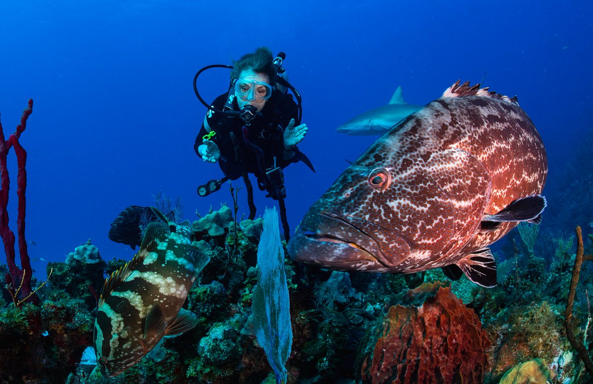 ae_expeditions's tweet photo. Our brand-new expedition vessel is named after #SylviaEarle, marine biologist, oceanographer, explorer, author, and lecturer. Sylvia Earle was named by Time Magazine as its first Hero for the Planet. 📸Michael Aw #CLIACruiseWeek #ExploreEndlessly https://t.co/XM9frFm7nz